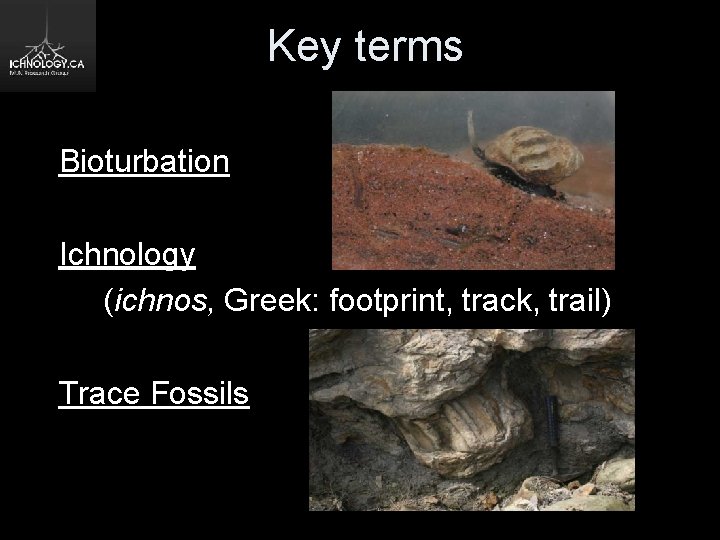 Key terms Bioturbation Ichnology (ichnos, Greek: footprint, track, trail) Trace Fossils 