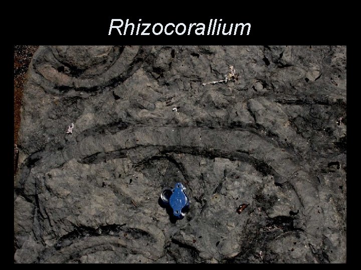 Rhizocorallium 