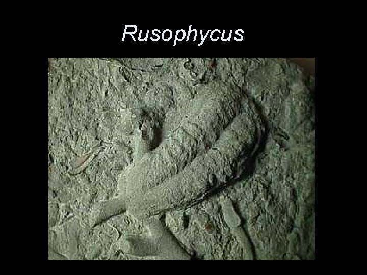 Rusophycus 