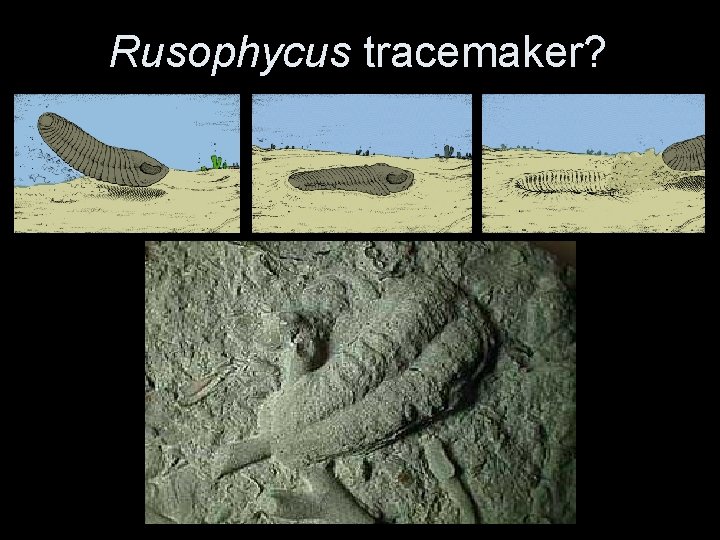 Rusophycus tracemaker? 