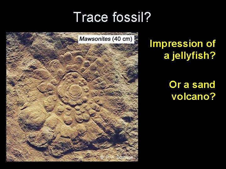 Trace fossil? Impression of a jellyfish? Or a sand volcano? 