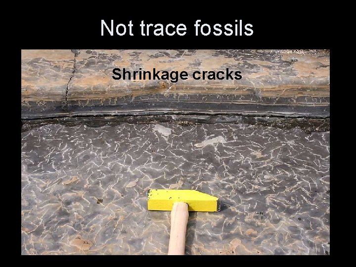 Not trace fossils Shrinkage cracks 