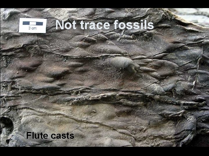 Not trace fossils Flute casts 