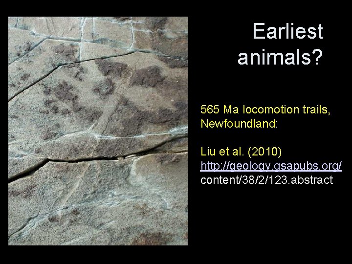 Earliest animals? 565 Ma locomotion trails, Newfoundland: Liu et al. (2010) http: //geology. gsapubs.