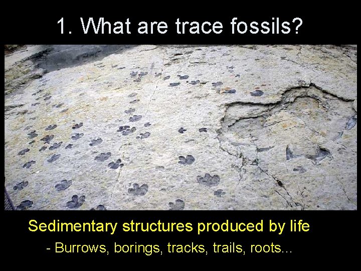 1. What are trace fossils? Sedimentary structures produced by life - Burrows, borings, tracks,