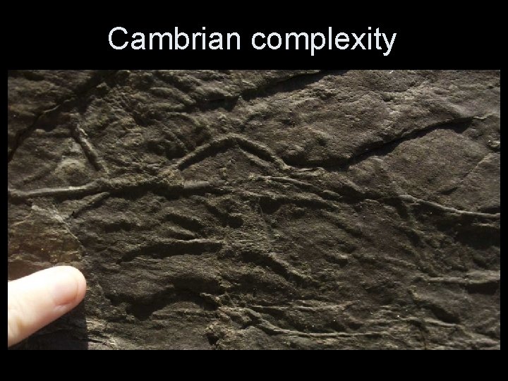 Cambrian complexity 