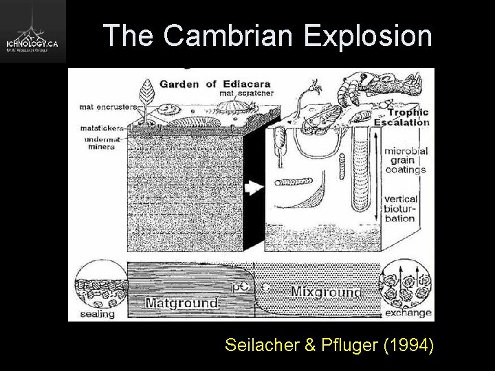 The Cambrian Explosion Seilacher & Pfluger (1994) 