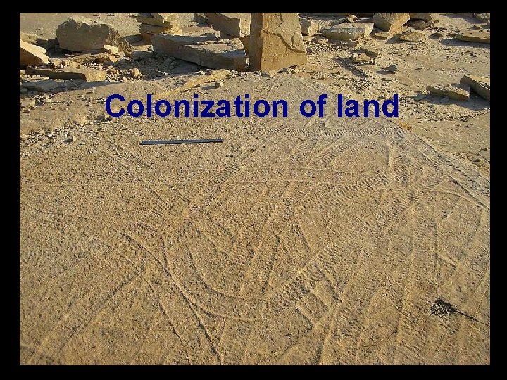 Colonization of land 