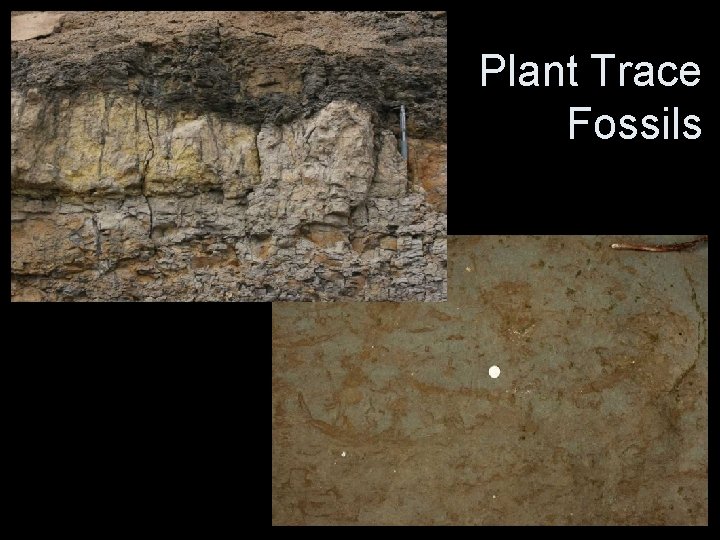 Plant Trace Fossils 