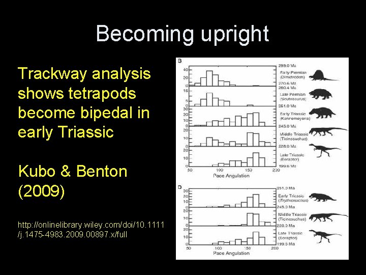 Becoming upright Trackway analysis shows tetrapods become bipedal in early Triassic Kubo & Benton