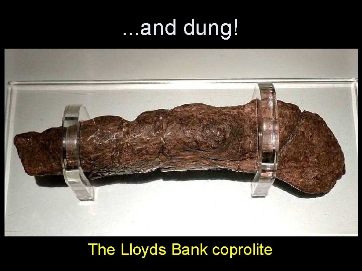 . . . and dung! The Lloyds Bank coprolite 