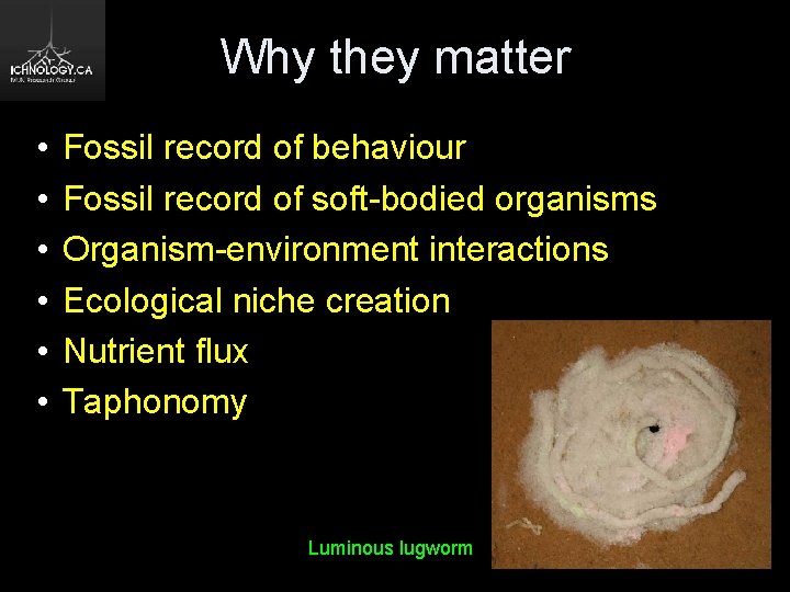 Why they matter • • • Fossil record of behaviour Fossil record of soft-bodied