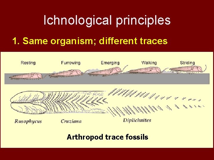 Ichnological principles 1. Same organism; different traces Arthropod trace fossils 