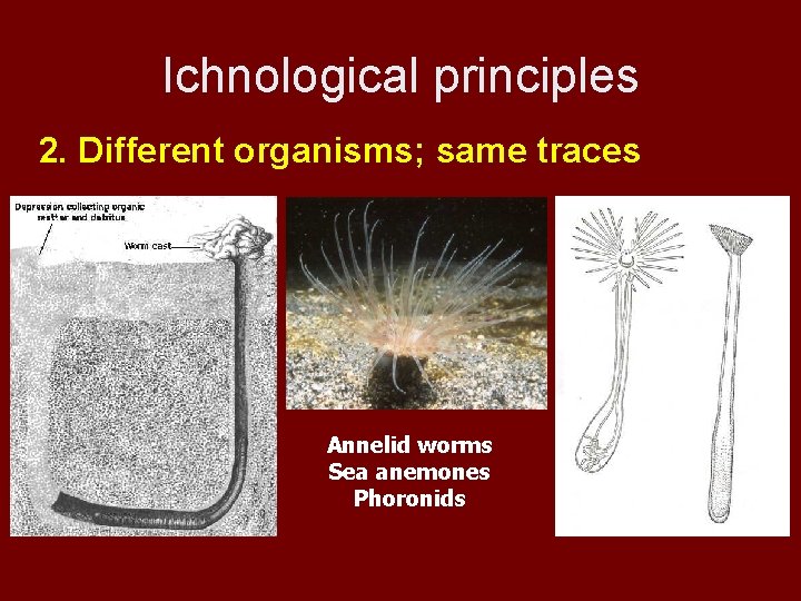 Ichnological principles 2. Different organisms; same traces Annelid worms Sea anemones Phoronids 