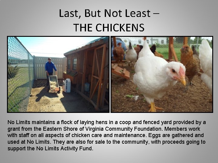 Last, But Not Least – THE CHICKENS No Limits maintains a flock of laying