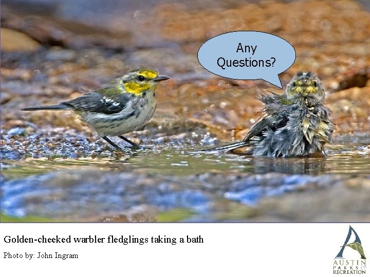 Any Questions? Golden-cheeked warbler fledglings taking a bath Photo by: John Ingram 