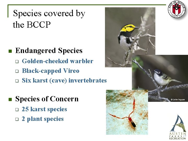 Species covered by the BCCP n Endangered Species q q q n Golden-cheeked warbler