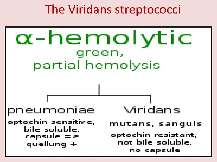 The Viridans streptococci 