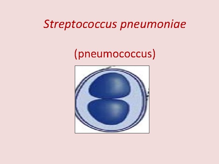 Streptococcus pneumoniae (pneumococcus) 