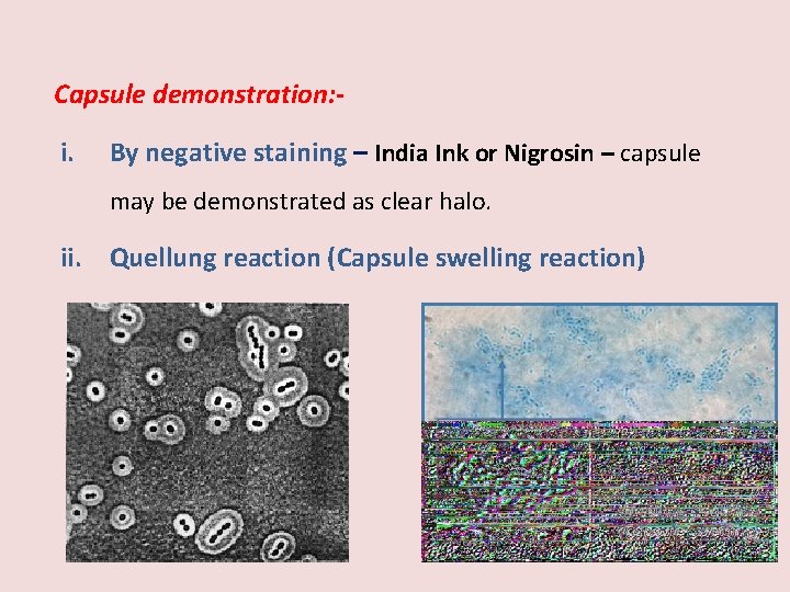 Capsule demonstration: - i. By negative staining – India Ink or Nigrosin – capsule