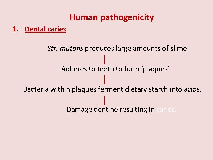 Human pathogenicity 1. Dental caries Str. mutans produces large amounts of slime. Adheres to