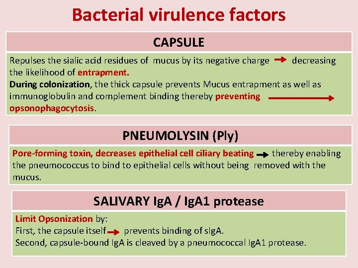 Bacterial virulence factors CAPSULE Repulses the sialic acid residues of mucus by its negative