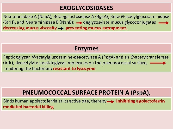 EXOGLYCOSIDASES Neuraminidase A (Nan. A), Beta-galactosidase A (Bga. A), Beta-N-acetylglucosaminidase (Str. H), and Neuraminidase