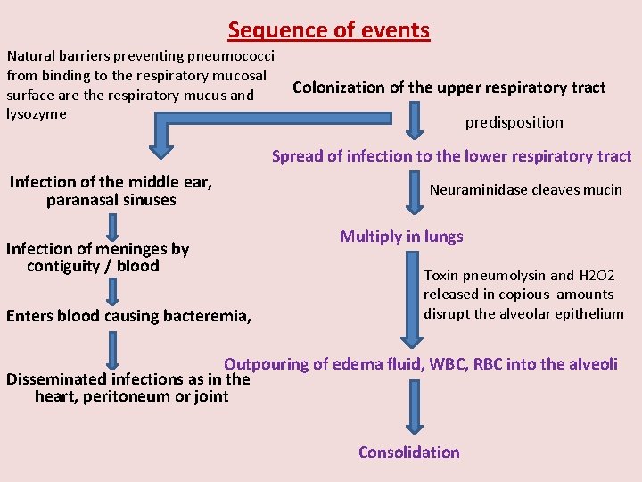 Sequence of events Natural barriers preventing pneumococci from binding to the respiratory mucosal Colonization