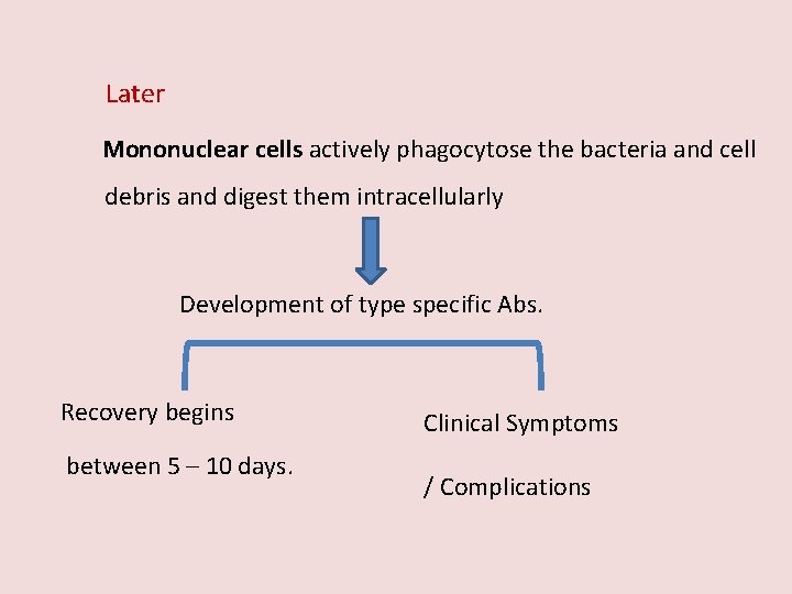  Later Mononuclear cells actively phagocytose the bacteria and cell debris and digest them