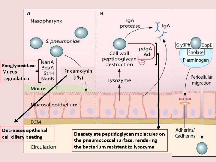 Exoglycosidase Mucus Degradation Decreases epithelial cell ciliary beating Pneumolysin (Ply) Deacetylate peptidoglycan molecules on