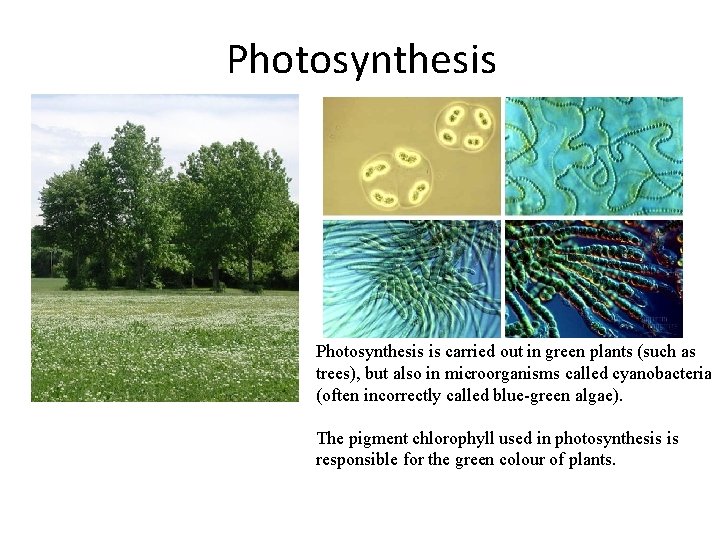 Photosynthesis is carried out in green plants (such as trees), but also in microorganisms