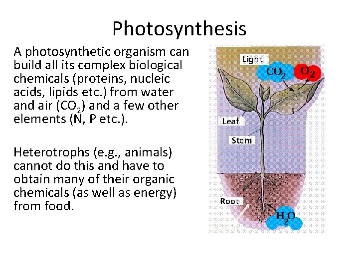 Photosynthesis A photosynthetic organism can build all its complex biological chemicals (proteins, nucleic acids,