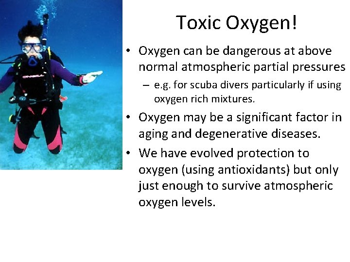 Toxic Oxygen! • Oxygen can be dangerous at above normal atmospheric partial pressures –