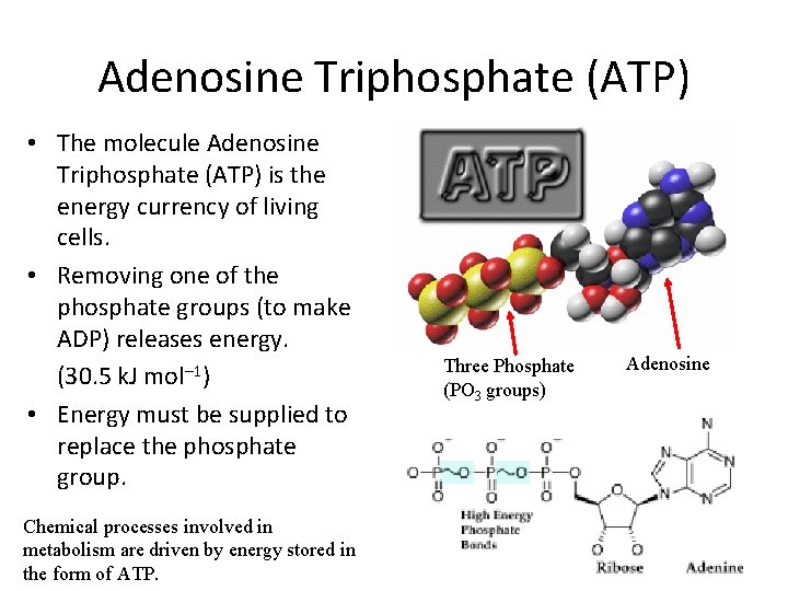 Adenosine Triphosphate (ATP) • The molecule Adenosine Triphosphate (ATP) is the energy currency of