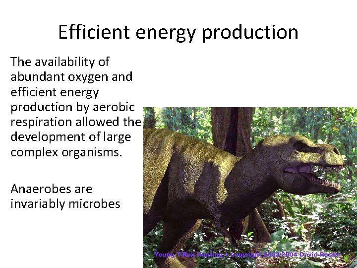 Efficient energy production The availability of abundant oxygen and efficient energy production by aerobic