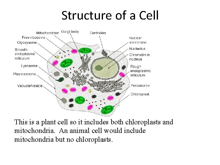 Structure of a Cell This is a plant cell so it includes both chloroplasts