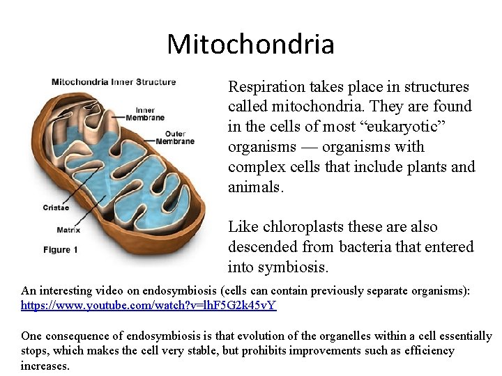 Mitochondria Respiration takes place in structures called mitochondria. They are found in the cells
