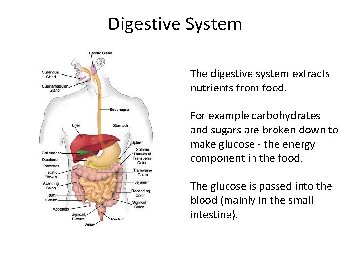 Digestive System The digestive system extracts nutrients from food. For example carbohydrates and sugars