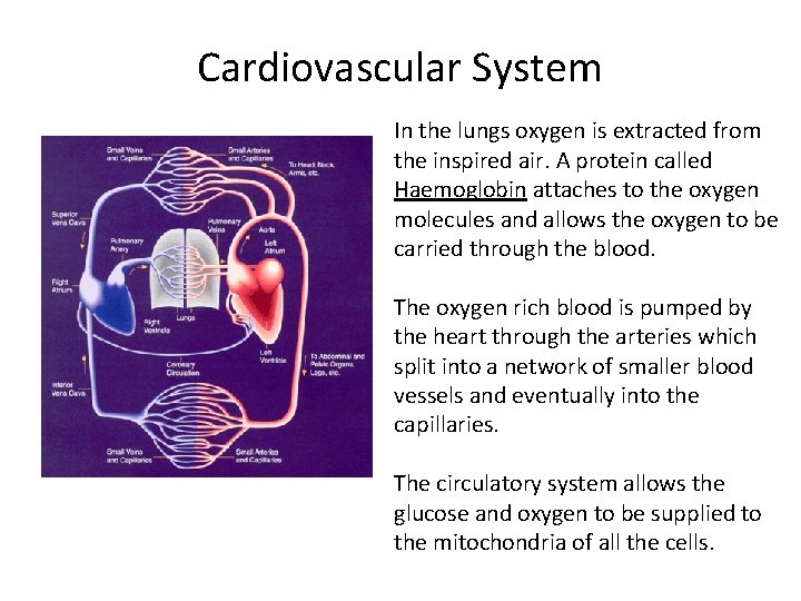 Cardiovascular System In the lungs oxygen is extracted from the inspired air. A protein