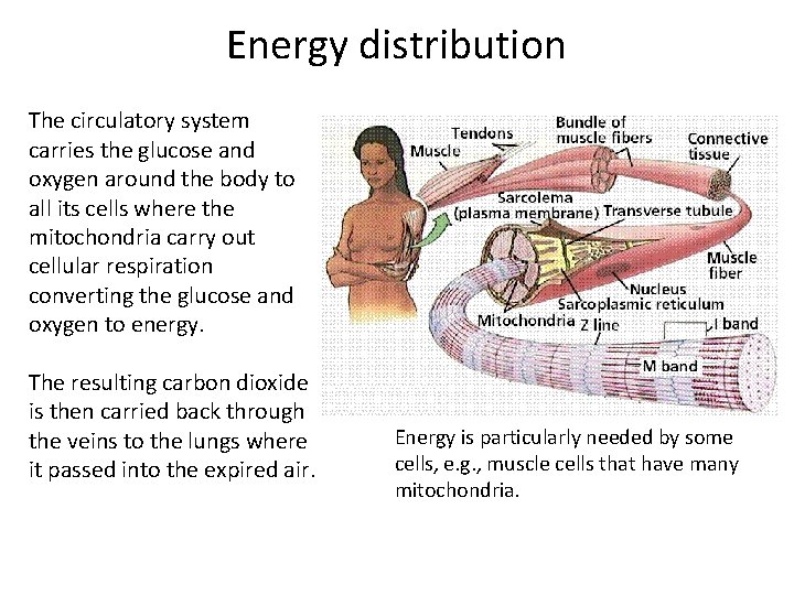 Energy distribution The circulatory system carries the glucose and oxygen around the body to