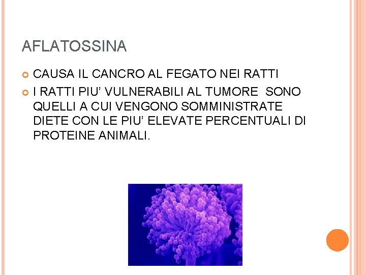 AFLATOSSINA CAUSA IL CANCRO AL FEGATO NEI RATTI PIU’ VULNERABILI AL TUMORE SONO QUELLI