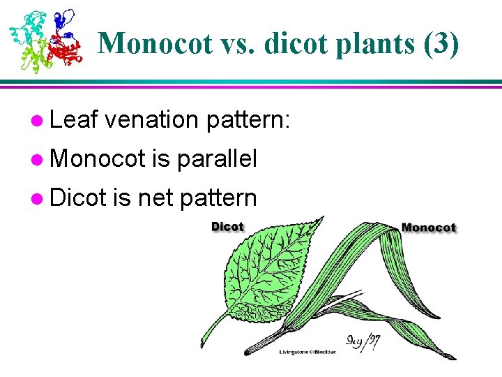 Monocot vs. dicot plants (3) l Leaf venation pattern: l Monocot l Dicot is Monocot vs. dicot plants (3) l Leaf venation pattern: l Monocot l Dicot is