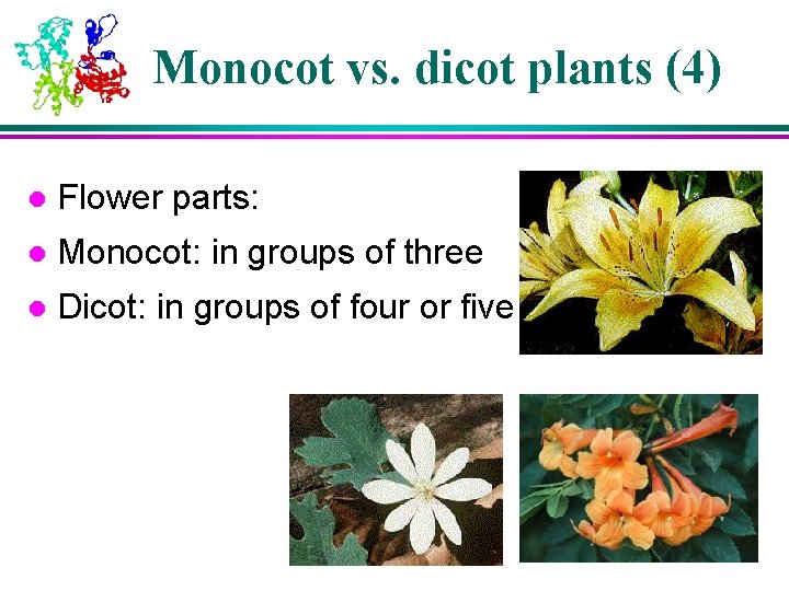 Monocot vs. dicot plants (4) l Flower parts: l Monocot: in groups of three Monocot vs. dicot plants (4) l Flower parts: l Monocot: in groups of three