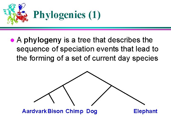 Phylogenetic Tree Construction Dong Xu Computer Science Department