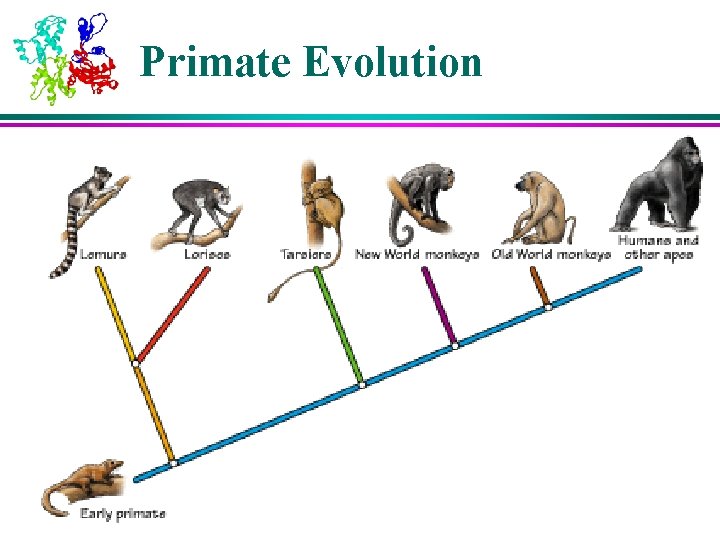 Primate Evolution Primate Evolution