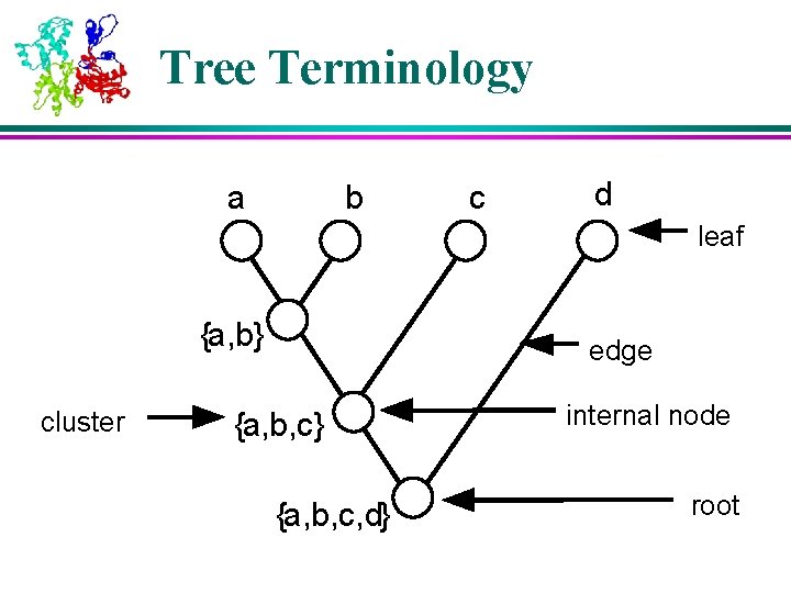 Tree Terminology a b c d leaf {a, b} cluster edge {a, b, c} Tree Terminology a b c d leaf {a, b} cluster edge {a, b, c}