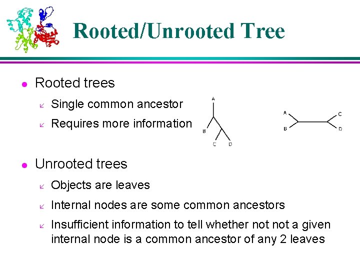 Rooted/Unrooted Tree l l Rooted trees å Single common ancestor å Requires more information Rooted/Unrooted Tree l l Rooted trees å Single common ancestor å Requires more information