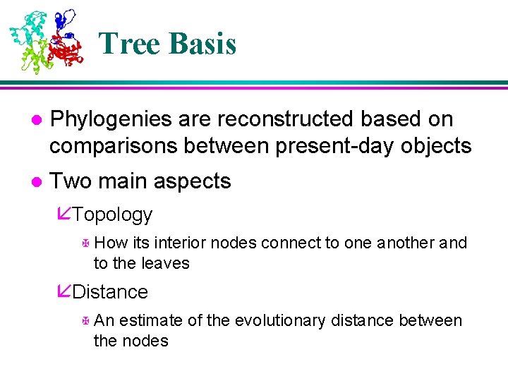 Tree Basis l Phylogenies are reconstructed based on comparisons between present-day objects l Two Tree Basis l Phylogenies are reconstructed based on comparisons between present-day objects l Two