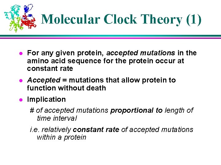 Molecular Clock Theory (1) l For any given protein, accepted mutations in the amino Molecular Clock Theory (1) l For any given protein, accepted mutations in the amino
