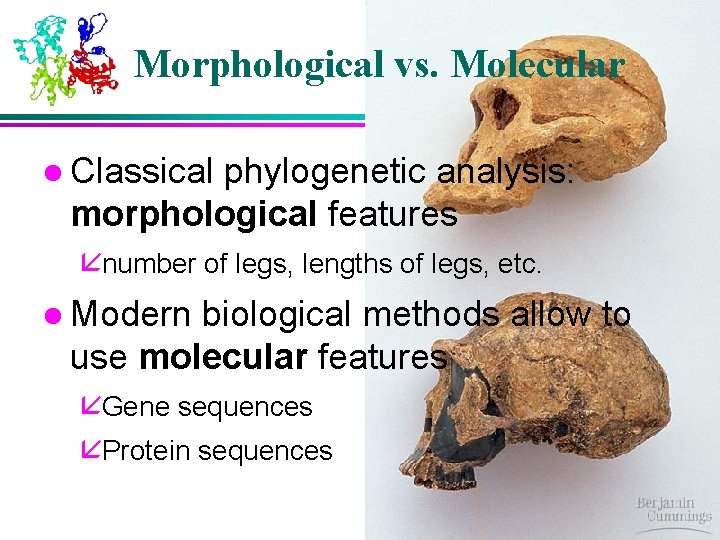 Morphological vs. Molecular l Classical phylogenetic analysis: morphological features ånumber of legs, lengths of Morphological vs. Molecular l Classical phylogenetic analysis: morphological features ånumber of legs, lengths of